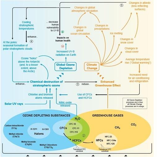 Ozone Layer Depletion Assignment figure1.jpg